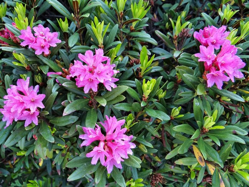 File:Rhododendron ferrugineux-Rose des Alpes (Rhododendron ferrugineum) en Vanoise.jpg