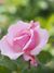 Rose, Valentine Heart, バラ, バレンタイン ハート, (14504280954).jpg
