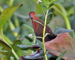 Ruddy-breasted Crake (Porzana fusca) in Kolkata I IMG 2677.jpg