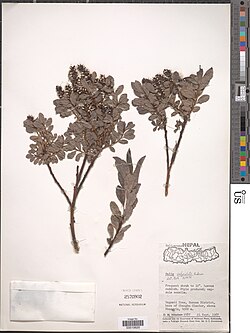 Salix calyculata.jpg
