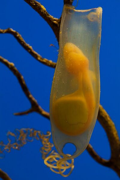 File:Scyliorhinus canicula foetus in an egg.jpg