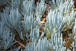 Senecio serpens 04.jpg