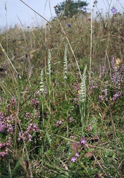 Spiranthes spiralis 270805b.jpg