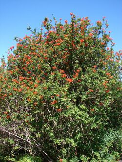 Starr 080219-2980 Tecoma capensis.jpg