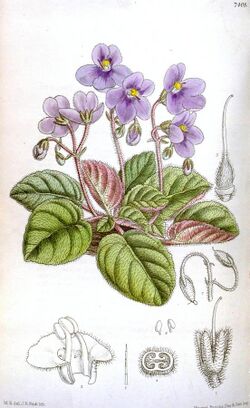 Streptocarpus ionanthus (as Saintpaulia ionantha) - Curtis' 121 (Ser. 3 no. 51) pl. 7408 (1895).jpg