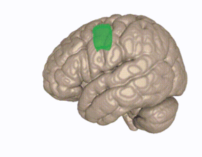 Supplementary motor cortex.gif