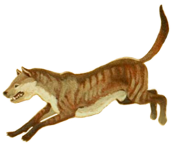 Tephrocyon (white background) 2.png