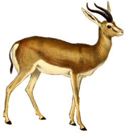 The book of antelopes (1894) Gazella isabella (white background).png