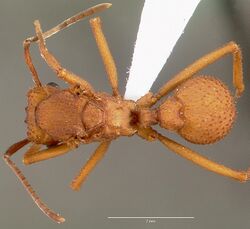 Trachymyrmex nogalensis casent0000364 dorsal 1.jpg