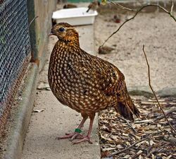 Tragopan temminckii female.jpg