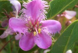 Triaspis hypericoides subsp nelsonii, blom, Smutskoppie, a.jpg