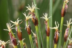 Trichophorum cespitosum (Rasen-Haarbinse) IMG 2929.jpg