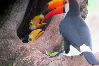 An adult toucan feeding its young a small, round, green fruit