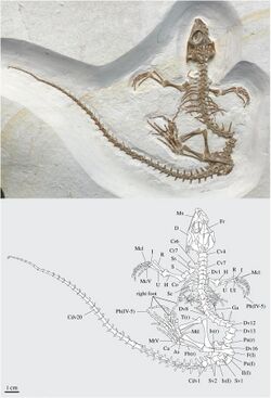 Vadasaurus herzogi holotype.jpg