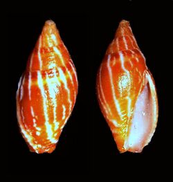 Vexillum consanguineum.shell001.jpg