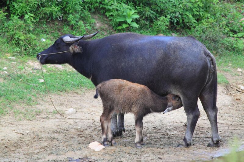 File:Water buffaloes in Wuyishan Wufu 2012.08.24 15-46-30.jpg