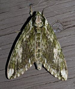 - 7790 – Ceratomia hageni – Hagen's Sphinx Moth (17522397111).jpg