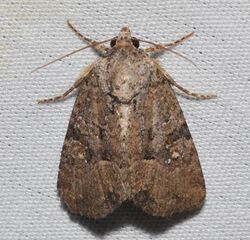 - 9406 – Mesapamea fractilinea – Broken-lined Brocade Moth (21662960401).jpg