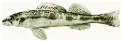 ... The fishes of Illinois (1908) (14801632653).jpg