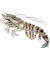 202112 Japanese tiger prawn.svg