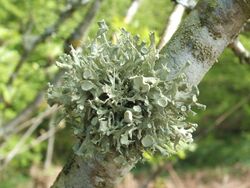 A lichen - Ramalina fastigiata - geograph.org.uk - 914821.jpg