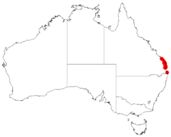 "Acacia attenuata" occurrence data from Australasian Virtual Herbarium