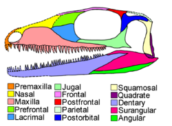 Acerosodontosaurus color coded skull diagram.png