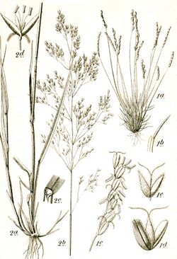 Agrostis+Mibora sp Sturm14.jpg