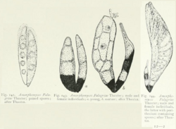 Amorphomyces falagriae