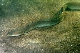 European eel swimming on river bed