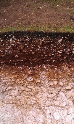 Archaeological stratigraphy at Goosehill Camp.jpg