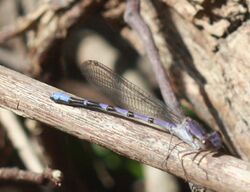 Argia emma 738730.jpg