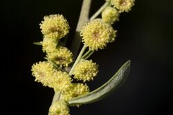 Artemisia franserioides - Flickr - aspidoscelis (3).jpg