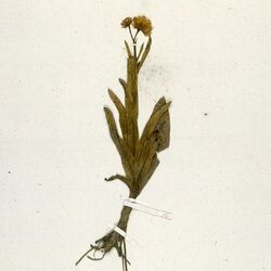 Aster martii holotype (cropped).jpg