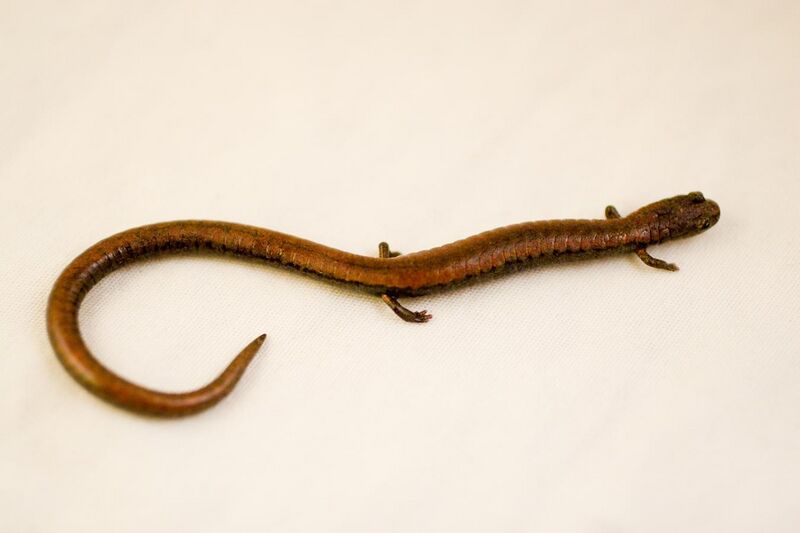 File:Batrachoseps gavilanensis - Gabilan Mountains Slender Salamander 01.jpg