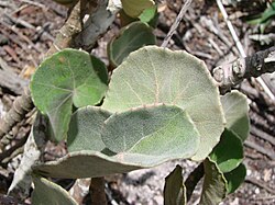 Begonia grisea (1).jpg