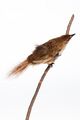 Image of Chatham fernbird mount from the collection of Auckland Museum