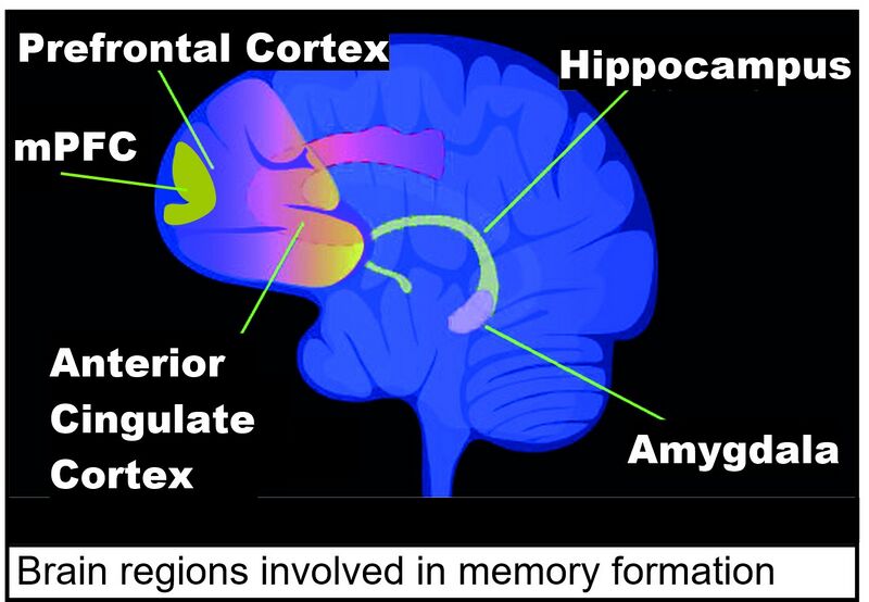 File:Brain regions in memory formation updated.jpg