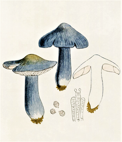 Bresadola - Entoloma bloxamii.png