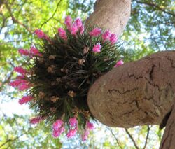 Bromelia - Tillandsia recurvifolia - florida em galho de Sibipiruna -Caesalpinia peltophoroides- Ceret Park São Paulo. South american Bromelia, Brazilian native tree (3243446775).jpg