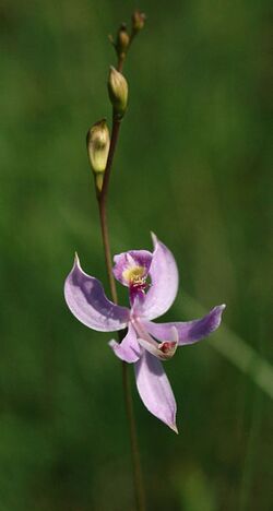 Calopogon pallidus.jpg