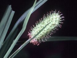 Carex typhina NRCS-1.jpg