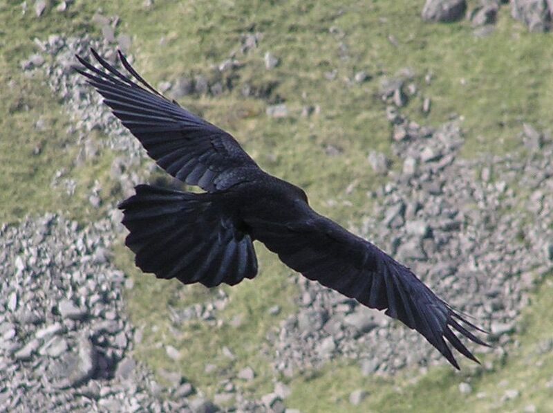 File:Carrion crow in flight.jpg