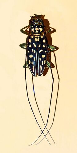 Cerambycidae - Stellognatha maculata.JPG
