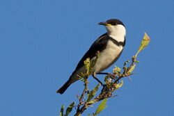 Certhionyx pectoralis - Banded Honeyeater.jpg