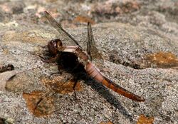 Chalk-fronted Corporal, female juvenile, side-view, Magnetawan River.jpg