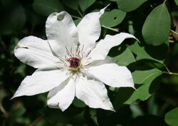 Clematis patens in Imo Wetland 2011-05-14.jpg