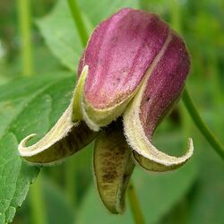 Purple urn-shaped flower opening in five points like a star at the tip