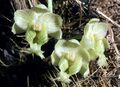 Clowesia warczewitzii Orchi 002.jpg