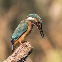 Common kingfisher (Alcedo atthis ispida) female.jpg